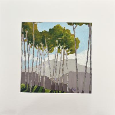 Betula neoalaskana 100€
