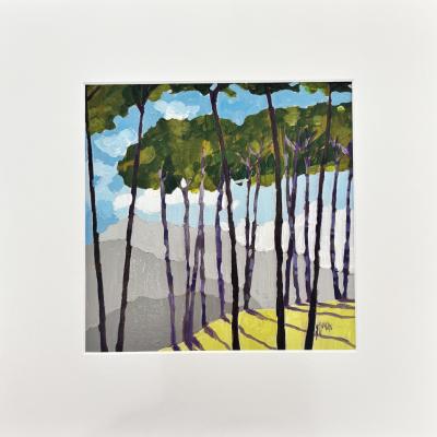 Betula murrayana 100€