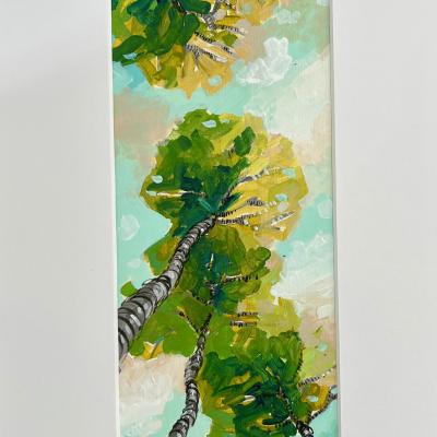 Betula Corylifolia 110€